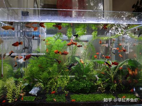 養魚的種類|【新手養魚點揀好】金魚街老闆介紹 5種易養淡水觀賞魚